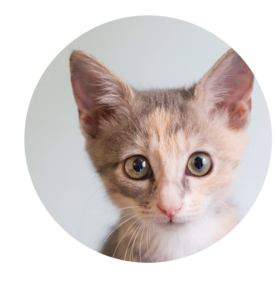 Donate to Animal Adoption League